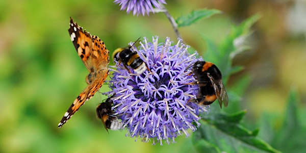 Attracting Pollinators to Your Garden