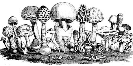 Skills for Low-Tech Mushroom Cultivation primary image