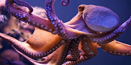 Think like an Octopus primary image