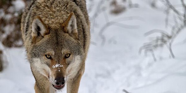 Wolf Medicine