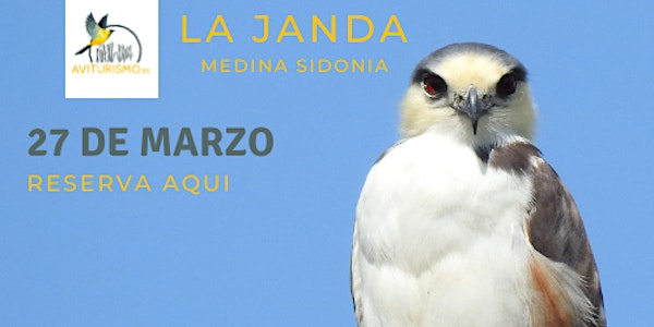La Janda Birdwatching en Benalup/ Casas Viejas- Ob