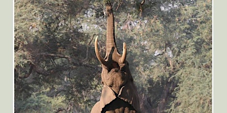 Zambezi Elephant Talk  with John Stevens primary image