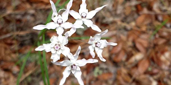 Advanced Plant Identification - 3-Part Series