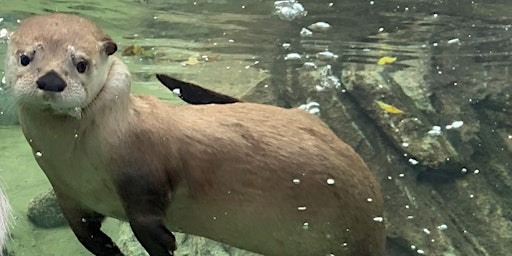 North American River Otter Encounter at Pine Grove Zoo in Little Falls, MN