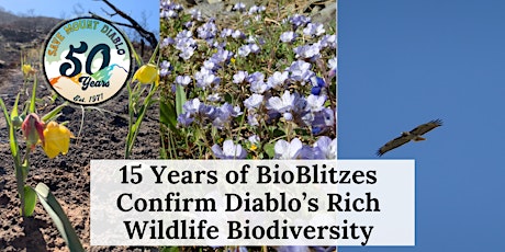 Imagen principal de 15 Years of BioBlitzes Confirm Diablo’s Rich Wildlife Biodiversity
