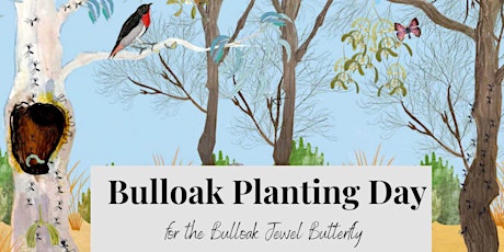Bulloak Planting Day for the Bulloak Jewel Butterfly primary image