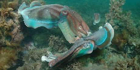 Snorkel with Giant Cuttlefish tickets
