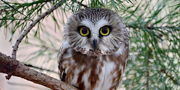 Virtual Owl Friday – Owls: Soul of the Night