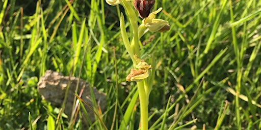 Green Gang: The ‘Trickster’ Early Spider Orchids at Samphire Hoe