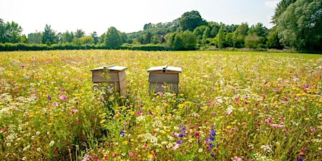 RSA Surrey: Rewilding realities, sustainability and bee farming tickets