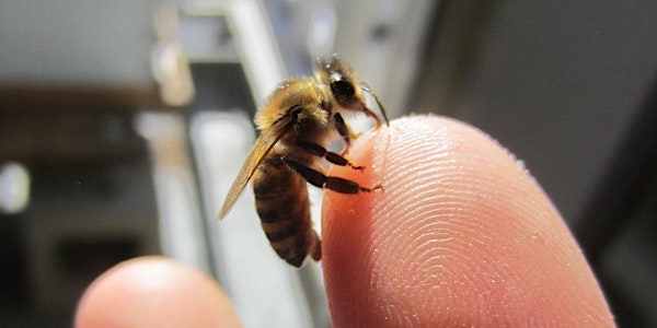 Bee Audacious Conference Public Report Back / Panel Discussion