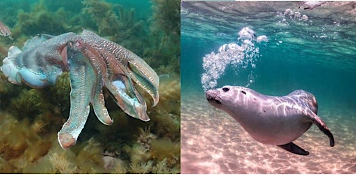 Double adventure: Snorkel with Sea Lions and with Giant Cuttlefish