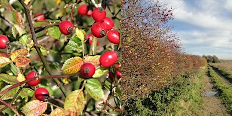 Autumn Trees and Hedgerows [FREE EVENT] primary image