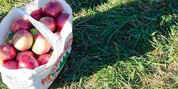 Apple Picking Trip to Wilkens Farm