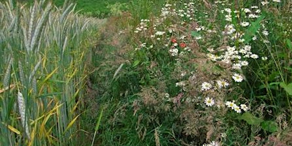 Agroecology: What can we learn from other European countries?