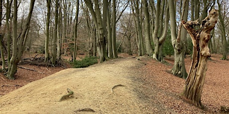 Image principale de Epping Forest’s Iron Age hillforts: Ambresbury Banks guided walk