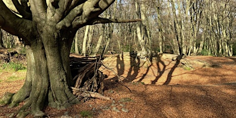 Epping Forest’s Iron Age hillforts: Loughton Camp guided walk primary image