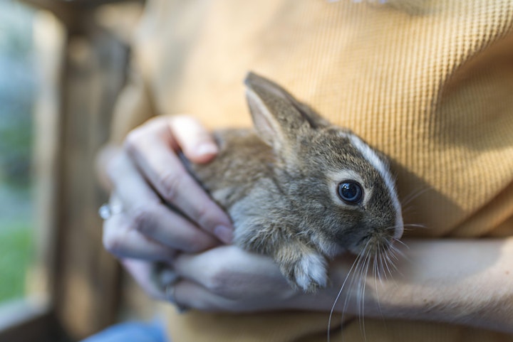 
		Rabbitats' Easter BunnyFest 2022 image
