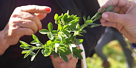 Imagen principal de Taller de plantas silvestres comestibles