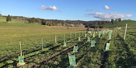 Tree Planting Day - Healesville