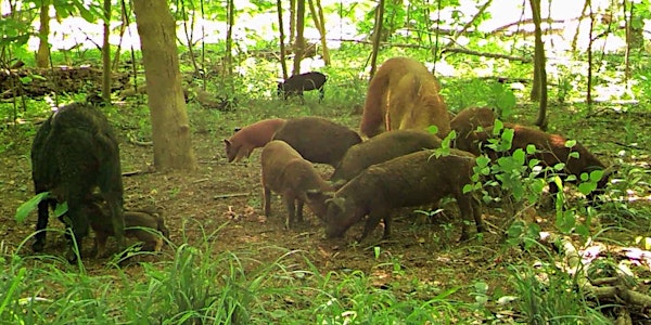 Pigs in the Park: Congaree Natn'l Park Feral Hog Management Program Update