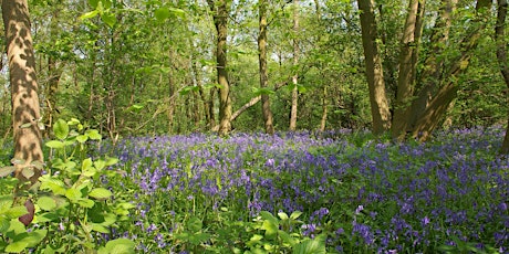 The Wonders of Nottinghamshire's Ancient Woodlands