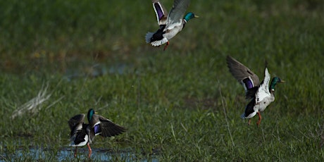 Waterfowl Opening Day For Ducks primary image