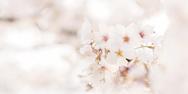 Cherry Blossom Photo Session - Central Park