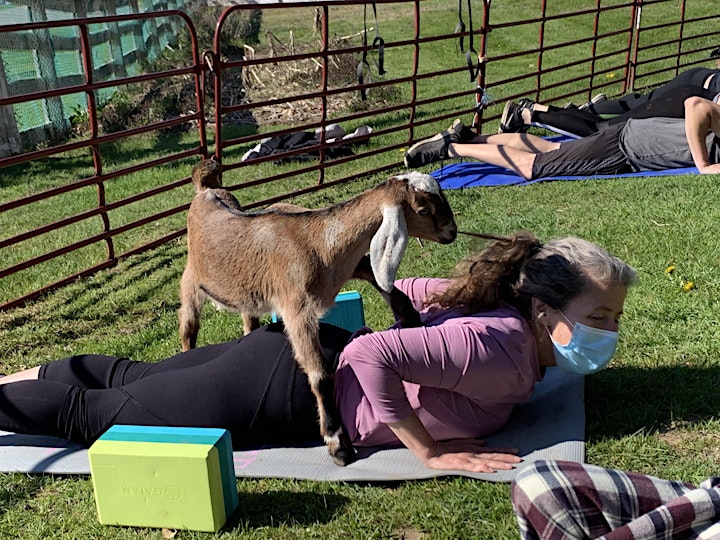 
		Goat Yoga image
