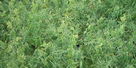 Raising the Pulse of the UK Pea and Bean Crop primary image