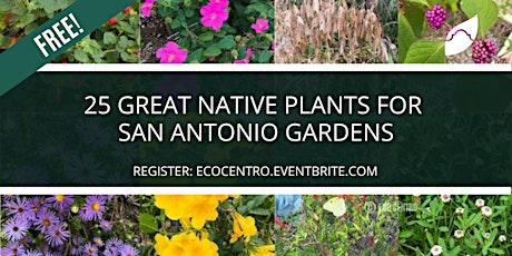 25 Great Native Plants for San Antonio Gardens