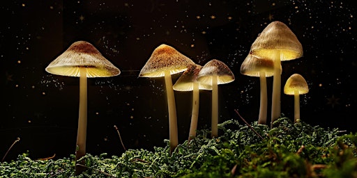 The Science of Magic Mushrooms