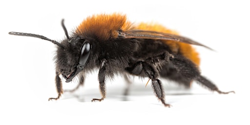 Solitary Bees: 2 Day In-person  Workshop
