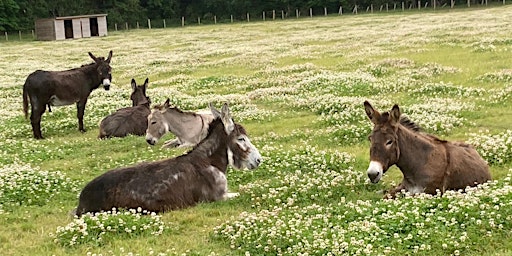 Visit The Scottish Borders Donkey Sanctuary