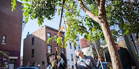 Bronx Citizen Pruner Course Fall 2016 primary image