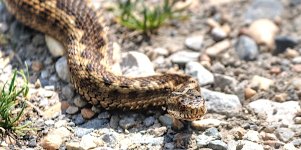 Reptiles of Ashdown Forest