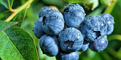 Produce Safety on the Blueberry Farm
