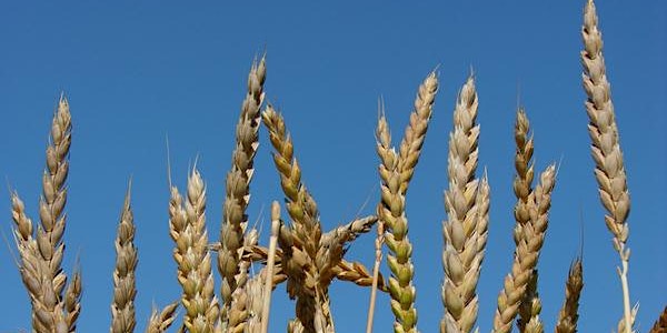 The Future of Food: Nottingham innovations and global food security… as told through one risotto