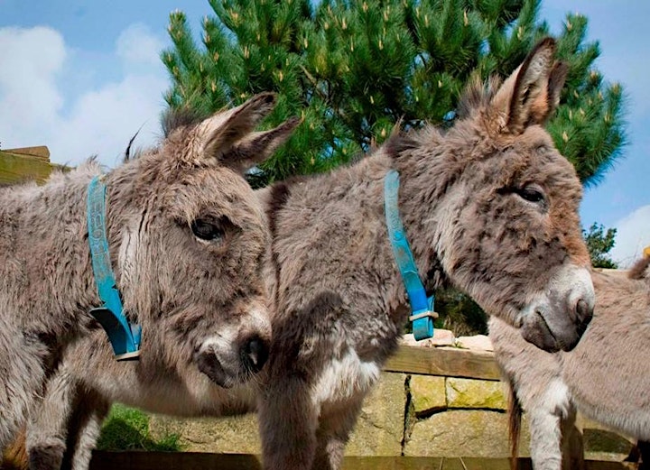 
		Flicka Donkey Sanctuary Talk & Tour image
