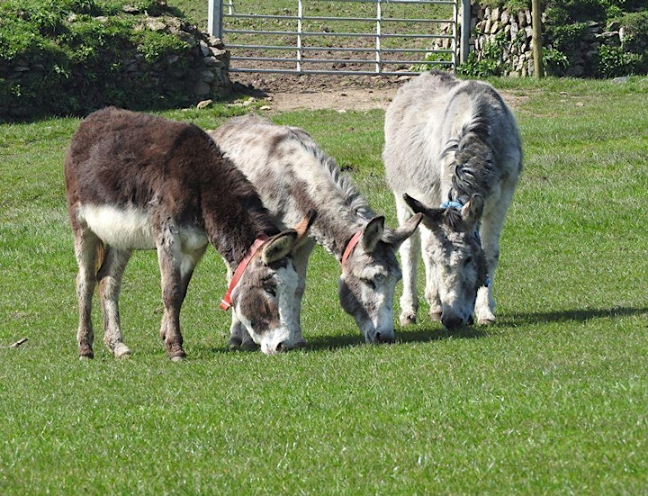 
		Flicka Donkey Sanctuary Talk & Tour image
