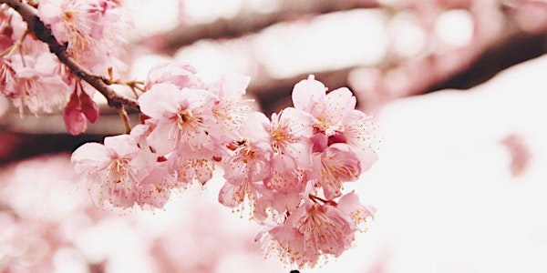 Cherry Blossom Photo Session - Branch Brook Park
