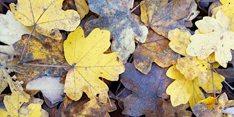 Autumn Wildlife Stroll (Waresley and Gransden Woods)