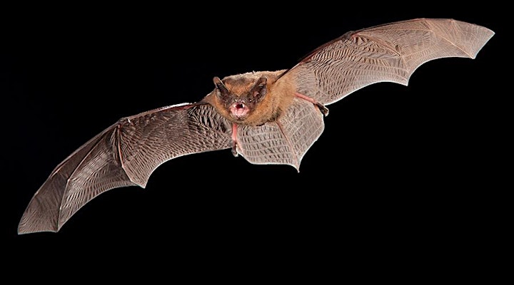 Nocturnal Bat Walk image