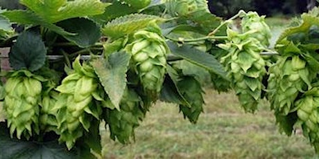 Grow Beer Sutton: fancy a pint? primary image