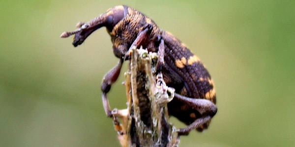 PW-IPM: Towards integrated pest management for pine weevil in Ireland