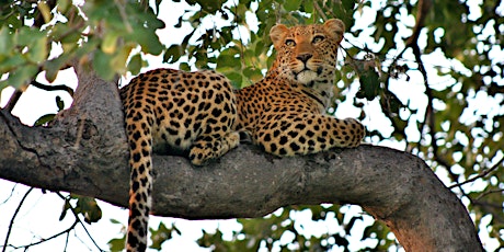 Into the African Wild with Wilderness Safaris and Natural Habitat Adventures primary image