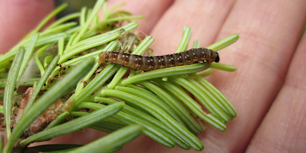 Spruce Budworm Outbreak in NB & Maine: Monitoring & Citizen Science