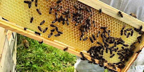 Learn about the Beekeeper's year with Stour Valley Apiaries tickets