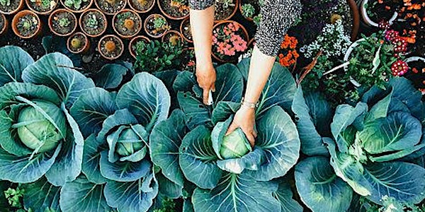 Starting Your Own Veggie Patch