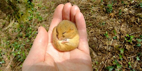 Dormouse Ecology & Conservation - Online tickets